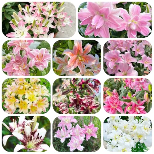 semillas de lirio - flores de jardín Plantas resistentes al invierno para macetas plantas en macetas resistentes planta de interior maceta plantas resistentes para balcones jardín 25pcs