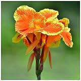 Canna Zwiebeln Indisches Blumenrohr leuchtende Farben einfach zu züchten für Anfänger geeignet.