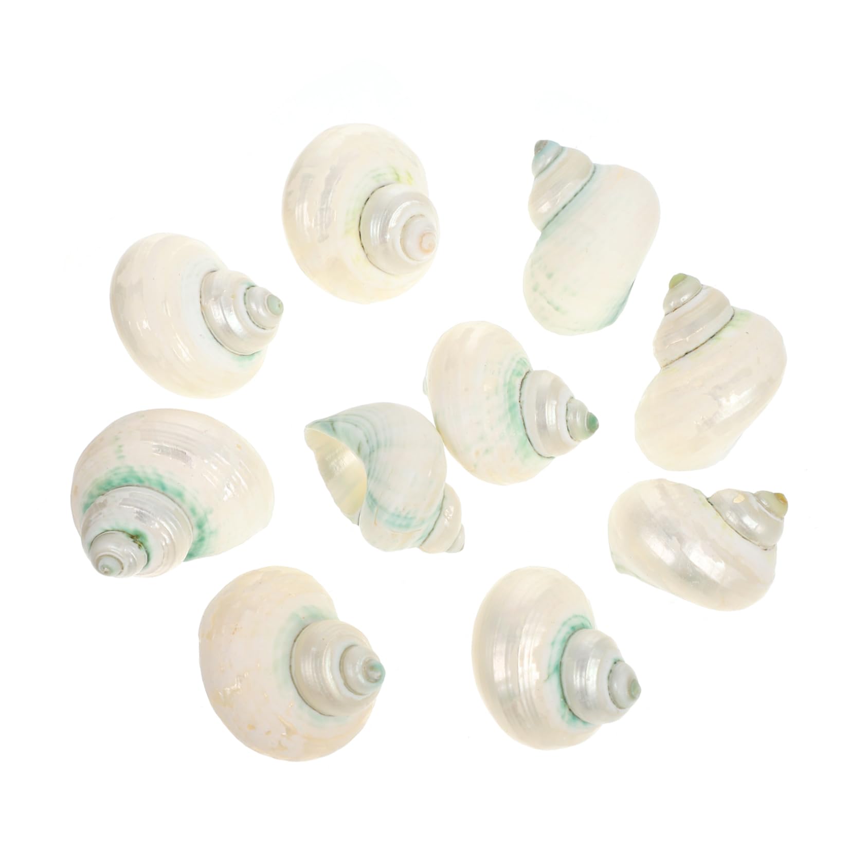 Alipis 2 Series Concha De Cangrejo Ermitaño Decoración del Acuario Caracola De Acuario Accesorios Pecera Concha De Mar Conchas De Cangrejo Ermitaño Adorno De Concha Decorativa 10 Piezas*2