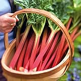Seeds4planting - Sweet Rhubarb Victoria 35 Days Heirloom Vegetable Non GMO for Planting