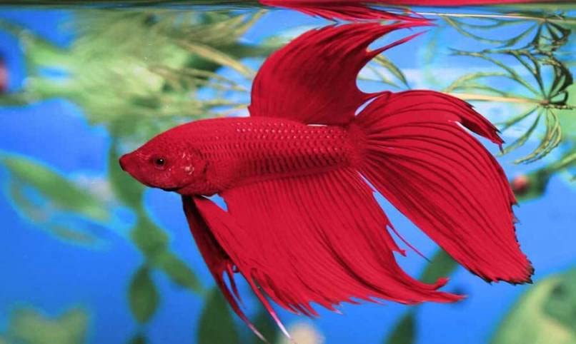 Tetra BettaSafe, Aquarium Water Conditioner For Bettas, 1.69-Ounce, 50ml, Golds & Yellows (16837)