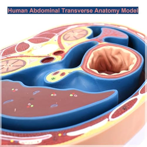 Model edukacyjny, Model anatomii poprzecznej brzucha człowieka, Model anatomii tułowia z logo cyfrowym do nauczania, Narzędzie do wyświetlania edukacji edukacyjnej