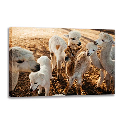 Impression sur toile alpaga poster d'art animaux décoration murale haute qualité