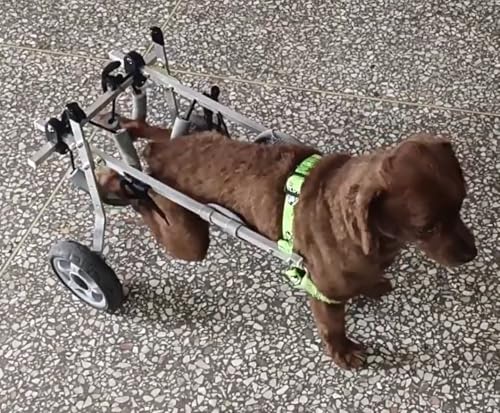Fauteuil roulant pour chien léger en alu, chariot de marche pour petit animal