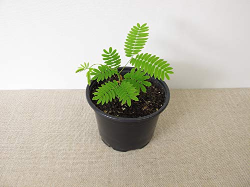 Earthcare Seeds Albizia Julibrissin Rosea Pink Persian Silk Tree 30 Seeds (Albizia Julibrissin F. Rosea) #TOP2