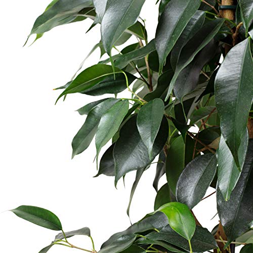 Birkenfeige - echte Zimmerpflanze, Ficus benjamini - Höhe ca. 110 cm, Topf-Ø 21 cm - Image 3