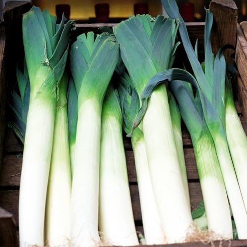 semi di porro biologico - appartamento giardino cucina 150pcs