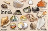 Bahamas Seashell Guide