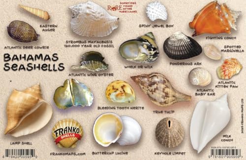 Bahamas Seashell Guide