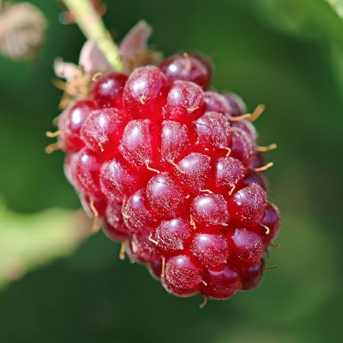 Tummelberry - Rubus Outdoor Fruit Plants Garden Ready - Fruit Bushes Outdoor Plants - Hybrid BlackBerry Raspberry Plant Bush (3 Litre Pot, 30-50cm)