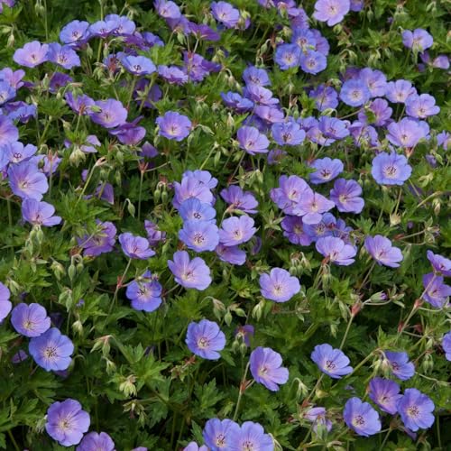 Perfect Plants - Hardy Geranium ‘Rozanne’ Perennial Plant – 17cm Pot – Long-Flowering Garden Plant for Borders & Containers
