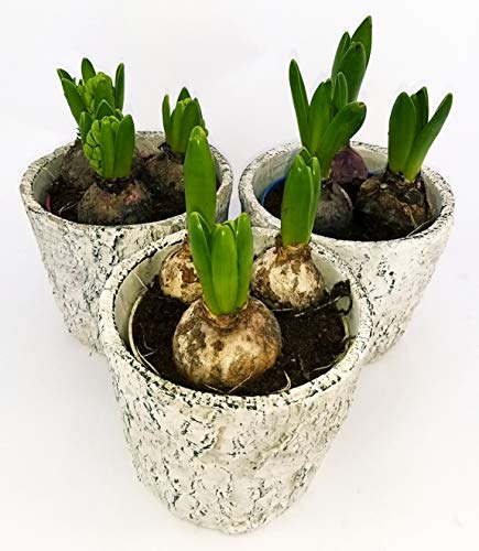 POWERS TO FLOWERS - SET 3 BULBI GIACINTI IN VASO PIETRA, pianta vera