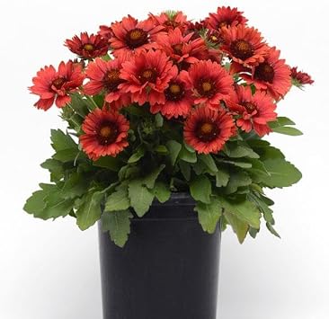 Blanket Flower