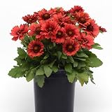 Arizona Red Shades Blanket Flower, Gaillardia Live Plants, Red, 4" to 6" Tall, in 3" Pots, 2 Pack, Hardy Perennial