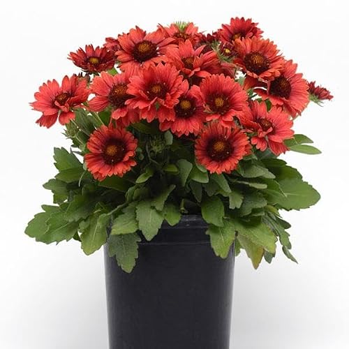 Arizona Red Shades Live Plants Gaillardia