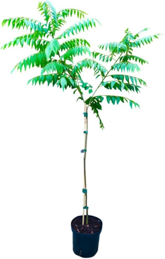 Live Curry Leaf Plant Curry Tree Sweet Neem Plant White Flowers Black Fruit 18-21 Inch Tall Gal Pot- No Ship CA