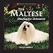 The Maltese : Diminutive Aristocrat