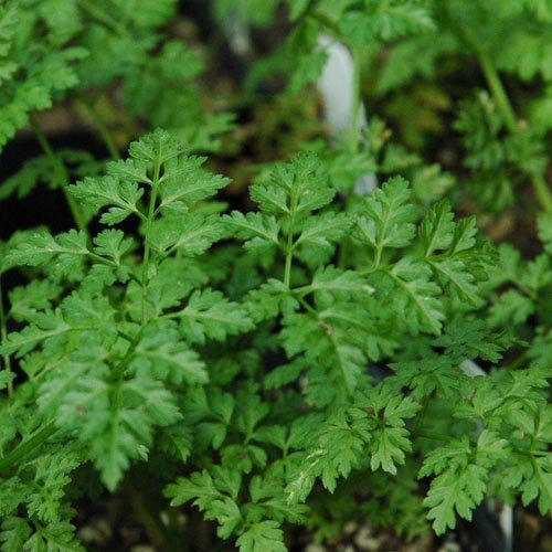 Winter Chervil Herb 100 - 24,000 Seeds French Parsley Heirloom Garden Wholesale (1500) #TOP4