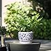SQOWL 6 Inch Planter - Ceramic Plant Pots Indoor with Drainage Hole and Saucer, Round Ceramic Flower Pot Outdoor, Porcelain Decorative Planter, Backyard Decor, Gifts for Plant Lovers, Blue and White