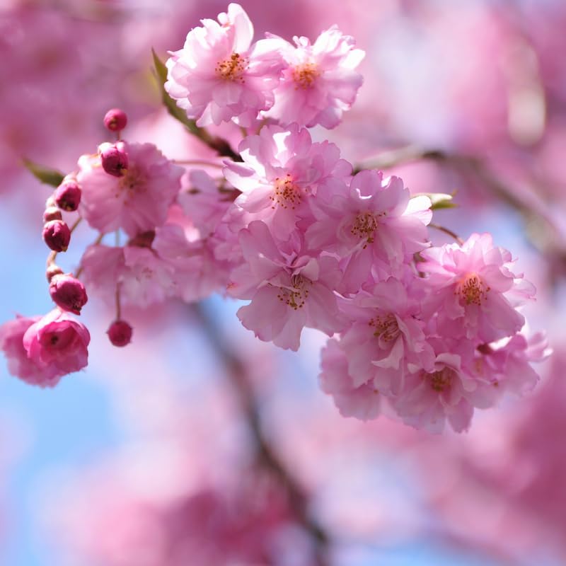 2 Weeping Cherry Blossom Tree Plant 6-12 Inch Height Low Maintenance Flowering Cherry Tree Cherry Blossom Tree Live for Outdoor Gardens or Yard Landscaping