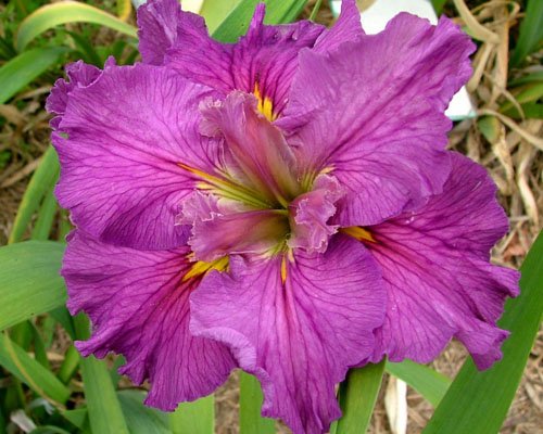 Lousiana Iris Plant Cyclamint - 3 Fans - Will Bloom 1st Year