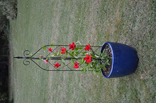 Kinsman KCSTRELL Small 3-Way Diamond Trellis