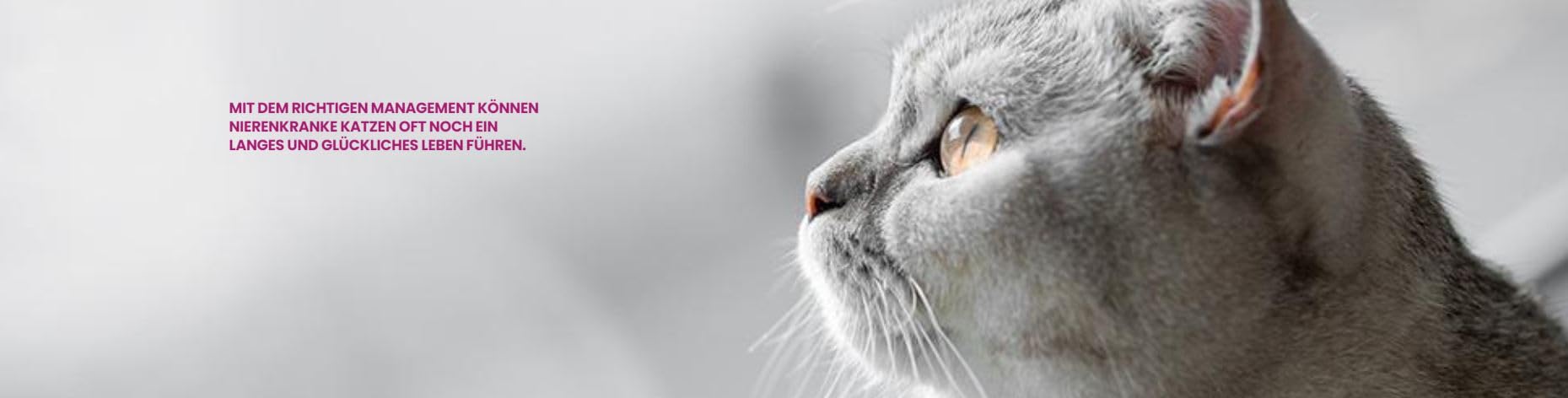 Porus ONE | 3er Pack | 3 x 30 x 500 mg | Proteinreduziertes Ergänzungsfuttermittel für Katzen | Für Katzen mit Nierenproblemen | Zur Reduktion eines Anstiegs urämischer Toxine