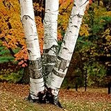 3 White Paper Birch Trees -...