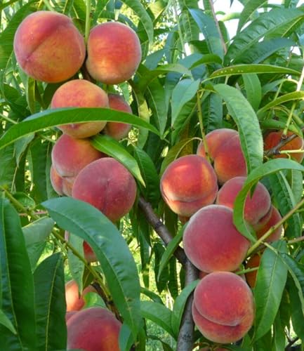 BALDUR Garten 1x Pfirsich Majorita Pflanze im 3 Liter-Topf sehr robuste Neuzüchtung süß-saftige aromatische Pfirsiche üppige und regelmäßige Ernte Prunus persica mehrjährig