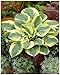 1 x Hosta sieboldiana 'Carnival' im 1 Liter Topf (Staude/Winterhart/Bodendecker/Mehrjährig) Funkie, Herzblatt-Lilie - Ein lebendiges Blattspektakel in Grün und Gold - von Stauden Gänge