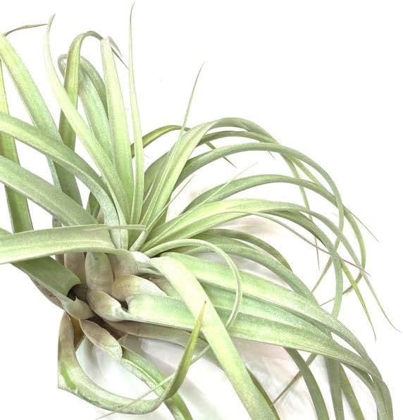 澤田和香奈 パフェグラス デザートカップ トール(パステルグリーンふち