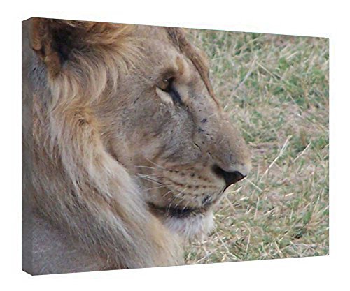 Toile lion encadrée bois pour décoration murale de bureau chic