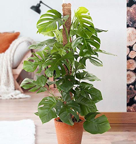 mini-monstera Rhaphidophora tertrasperma (Mini Monstera) – Mari's Gardens main image 1