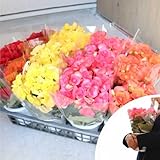 リーガス ベゴニア 鉢花 12個 セット(4寸4号 12cmポット) カラーミックス