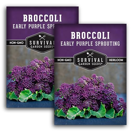 Early Purple Sprouting Broccoli Seeds for Planting – Heirloom Non-GMO Variety with Burgundy-Purple Heads, High Yield Vegetable Garden Favorite – Survival Garden Seeds (2 Packs)