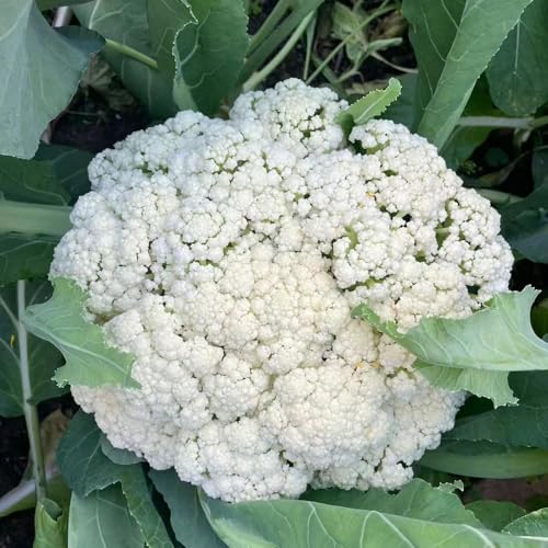 100 piezas semillas coliflor Semillas de hortalizas para decoración de balcones