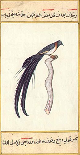 Oiseau du paradis aquarelle vintage pour décorer un salon de style cabinet de curiosités