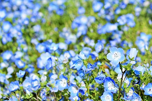 【日本のポストカードAIR】茨城県　ひたちなか海浜公園　春のネモフィラの風景のはがきハガキ葉書 撮影/YOSHIO IWASAWA