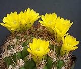 1 pezzo Seeds Weingartia raro seed cactus cactus agave 15 seeds