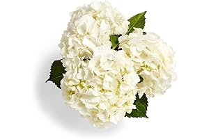 Whole Foods Market Delivery: Enchanting Fresh Hydrangea Bouquet