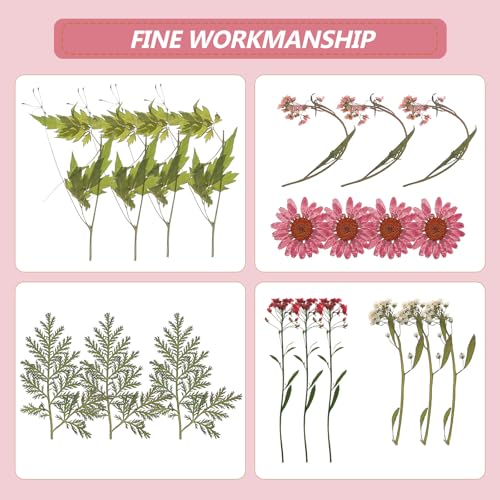 Flores secas prensadas naturales para manualidades 35 piezas miniatura 6