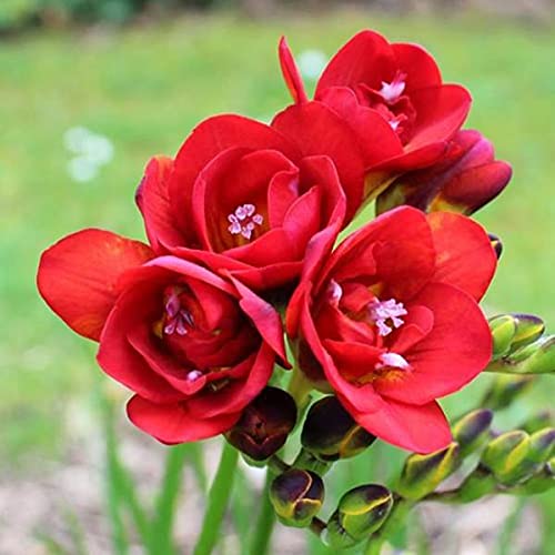 See full amazon price history chart for Audbhidhi Bulbs Freesia Flower Bulbs For Home Gardening (Red) Audbhidhi Bulbs Freesia Flower Bulbs For Home Gardening (Red) (B09F3RFNCJ) Amazon Price History, Amazon Price Tracker