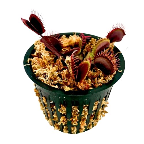 Akai Ryu Red Venus Fly Trap in net pot