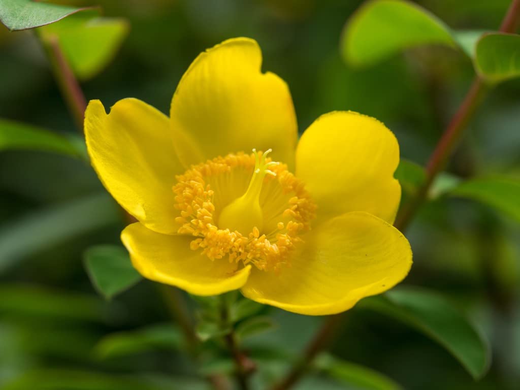 Potted Hardy Garden Shrub Hypericum, Easy to Grow Shrub, Yellow Flowers in Summer to Autumn Gardens & Outdoors, Hypericum Hidcote Plant in a 3L Pot by Suttons (1)
