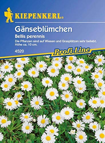 ScoutSeed Kiepenkerl - Margarita 4520 Flor de pradera Flores silvestres perennes