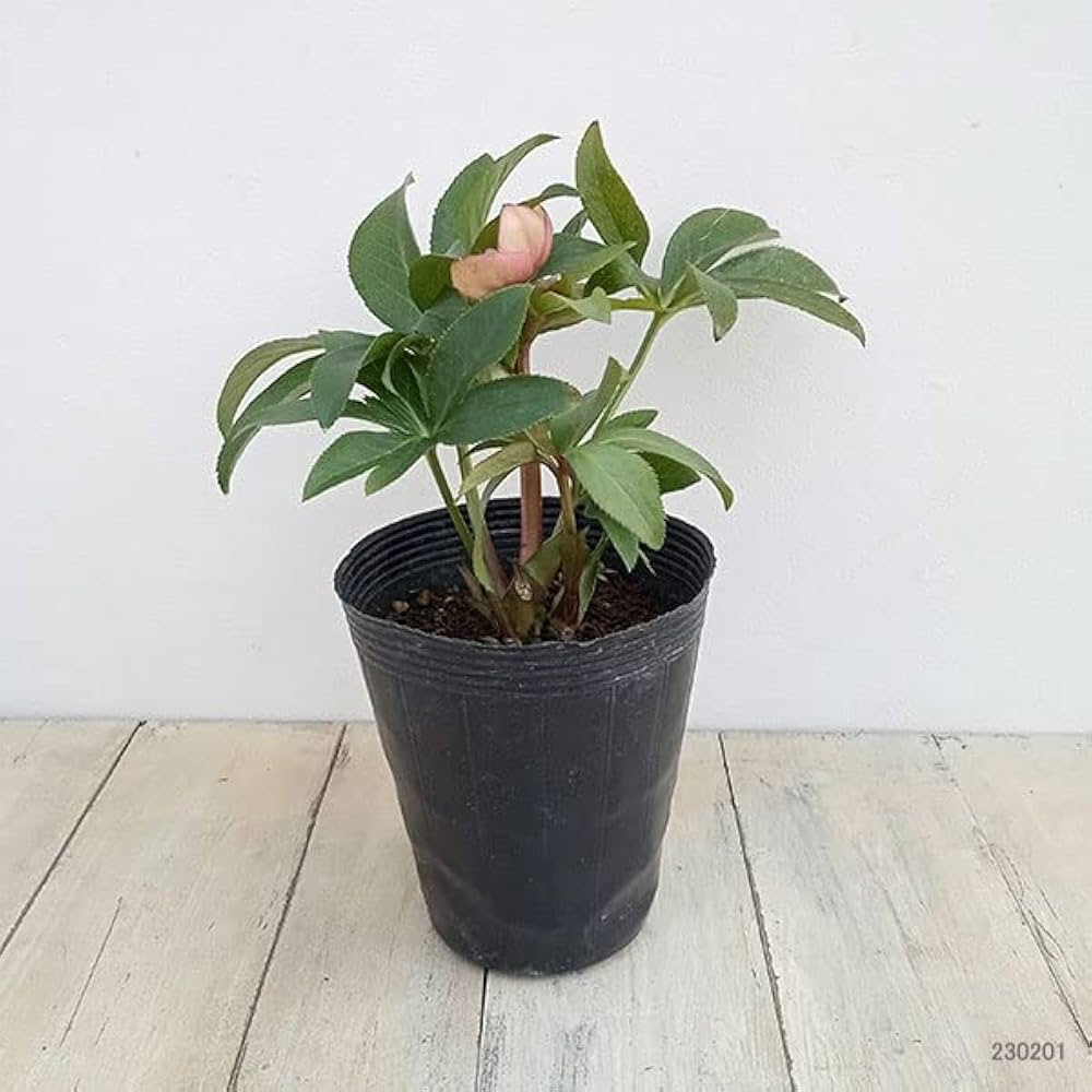 ポット発送【セレクト株】⭐️極上⭐️【ソレイユ】クリスマスローズ Amazon.co.jp: [ミヨシ]クリスマスローズ：*アプリコット