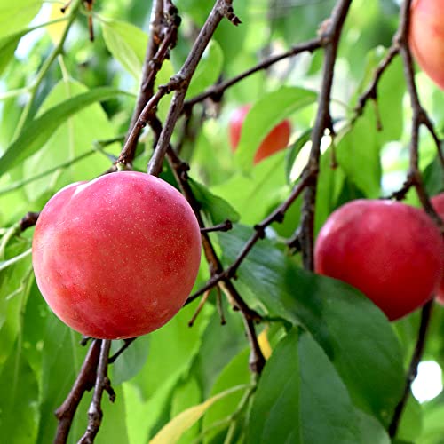 スモモの苗 品種:大石早生 4~5号ポット苗【品種で選べる果樹苗木/接木苗/1個売り】学名:Prunus salicina/バラ科サクラ属 耐寒性落葉高木/原産地:日本●大石早生は、平均糖度が9~11度で、酸味と甘みのバランスが良い品種です。果肉は柔らかく、果汁がたっぷりで、生食やケーキなどにトッピングしたり、ジャムやシロップにアレンジしても美味しいです。耐寒性・耐暑性が強く強健で、育てやすいです。【※落葉樹ですので晩秋から4月頃までは葉の無い状態で出荷します。出荷タイミングにより、鉢の形や仕立てが変わる場合があります。商品の特性上、背丈・形・株張り等、植物には個体差がありますが、同規格のものを送らせて頂いております。また、植物ですので多少の枯れ込みやキズ等がある場合もございます。予めご了承下さい】 スモモの苗 品種:大石早生 4~5号ポット苗【品種で選べる果樹苗木/接木苗/1個売り】学名:Prunus salicina/バラ科サクラ属 耐寒性落葉高木/原産地:日本●大石早生は、平均糖度が9~11度で、酸味と甘みのバランスが良い品種です。果肉は柔らかく、果汁がたっぷりで、生食やケーキなどにトッピングしたり、ジャムやシロップにアレンジしても美味しいです。耐寒性・耐暑性が強く強健で、育てやすいです。【※落葉樹ですので晩秋から4月頃までは葉の無い状態で出荷します。出荷タイミングにより、鉢の形や仕立てが変わる場合があります。商品の特性上、背丈・形・株張り等、植物には個体差がありますが、同規格のものを送らせて頂いております。また、植物ですので多少の枯れ込みやキズ等がある場合もございます。予めご了承下さい】