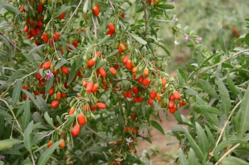 NutsAnywhere Potted Goji Berry Plant (Starter Plant)(Lycium barbarum)
