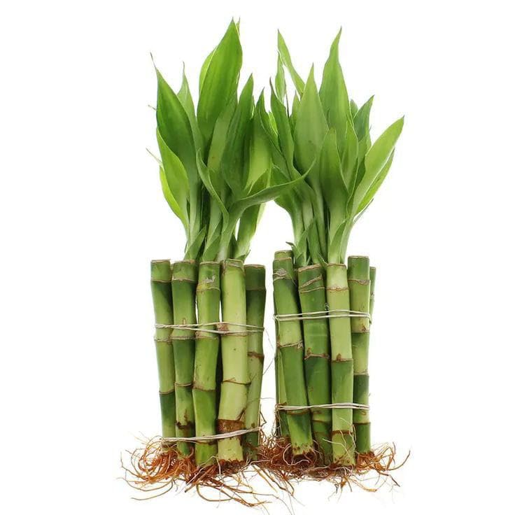 Phulwa pack of 2 lucky bamboo stick 6 inch straight beautiful lucky bambo stick pack of 10 stick in each bandal (B0DBVB6XMB) Amazon Price History, Amazon Price Tracker