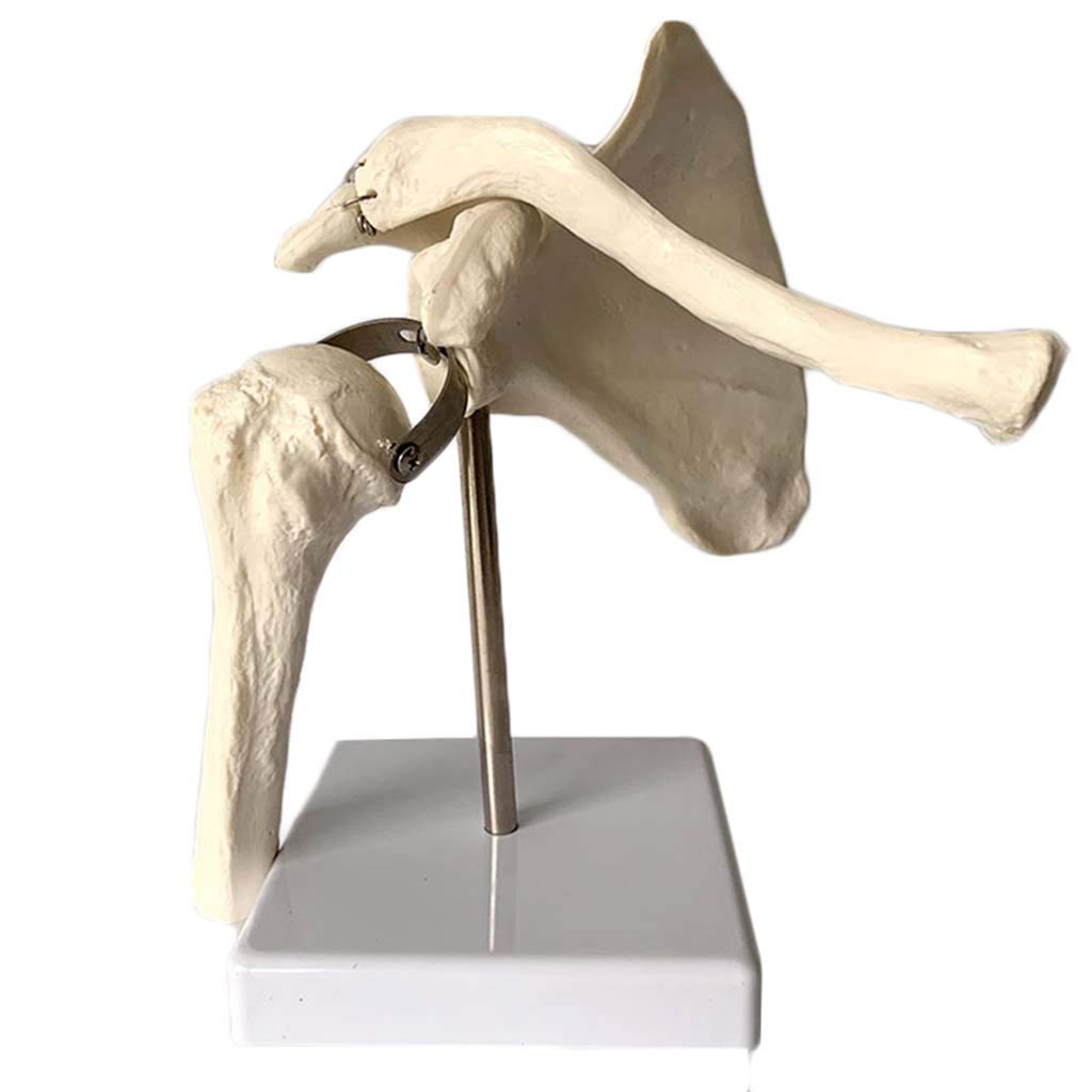 Modelo De Articulación del Hombro - Anatomía Anatómica del Modelo De Esqueleto Humano Anatomía - para El Estudio del Aula De Ciencias Muestra Modelo Médico, Equipo De Laboratorio